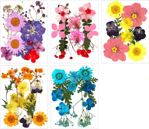 Pressed Flowers - 2 x packs (Assorted colours)